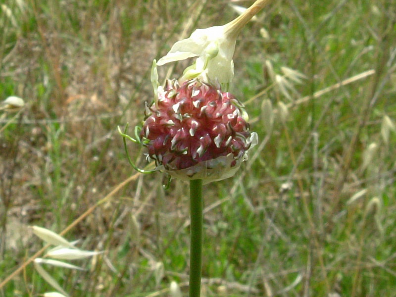 Allium spp. pl.